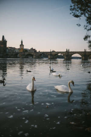swans and Charles bridge, Pragueのeditorial素材