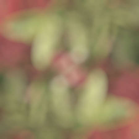 blurred flower backgroundの写真素材