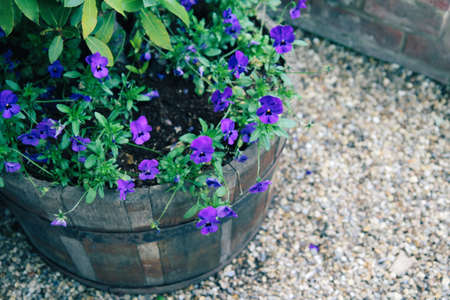 Colorful multiflora petunias in vintage wooden planterの写真素材