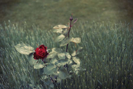 Double exposure of success businessman with abstract buildingの写真素材