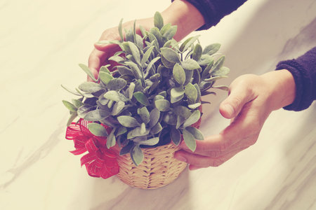 gift giving,man hand holding plant vase in a gesture of giving on white gray marble table background,vintageの写真素材