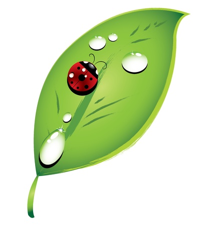 Ladybug on a leafのイラスト素材