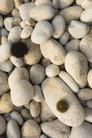 sea urchin on oval stones on the coast, sea urchins on the shore of Astafiev Bay.の写真素材