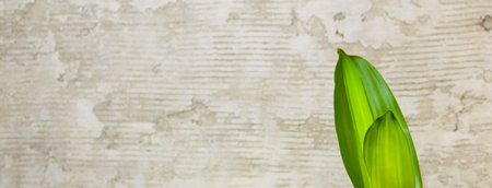 Close-up view of a green leaf against a concrete wall with a copy space, using as a background natural green plants landscape, ecology, fresh concept wallpaper.の写真素材