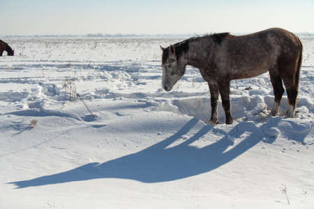 Horse in a winter field against the background of the forest and sky, the head of a gray-white horse close-up, the shadow of a horse.の写真素材