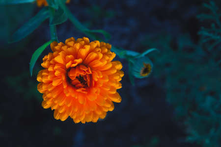Chrysanthemum bright yellow flower, close-up, garden flower, nature.の写真素材