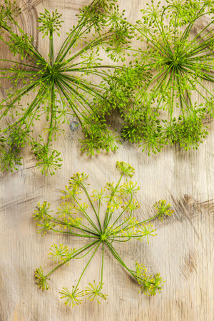 Dill on the gray wood textured background, fresh vegetables, summer in the garden.