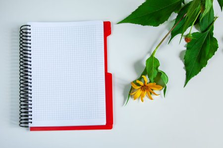Yellow flower with green leaves on a white background. Blank notepad mockup. Spring concept with...