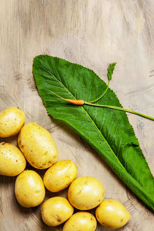 Carrot, potatoes and horseradish leaf, fresh vegetables on the gray wood textured background.の写真素材