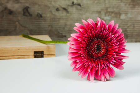 Red gerbera flower on a white background with a wooden box, gray concrete background.の写真素材