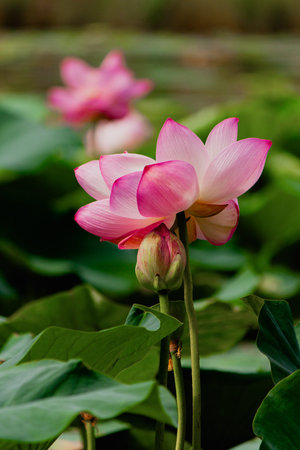 Pink waterlily or lotus flower in the summer pond. Russia.