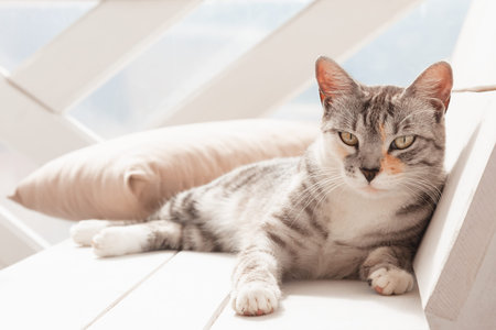 Portrait of a gray-black cat lying on a white bench.