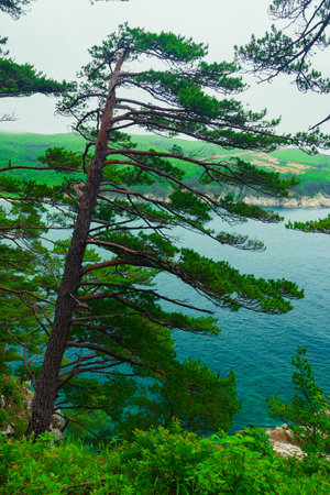 Rock and sea, rocky coastline with pine trees in the foreground.の写真素材