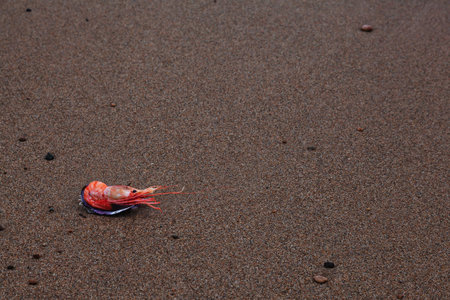Red boiled shrimp or tiger prawns in a shell on the background of sea sand.