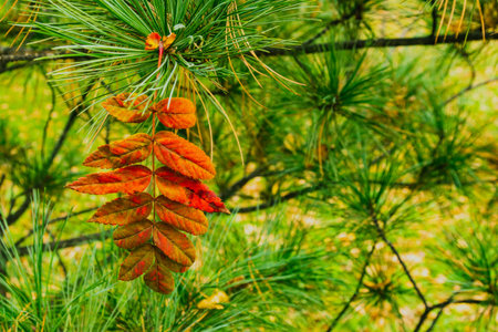 Red autumn leaf on a green branch of a larch tree.