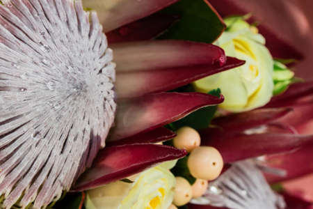 Beautiful Protea flowers in a bouquet with bright red petals and some greenery.の写真素材