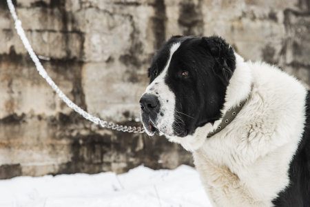 Caucasian shepherd dog, black and white color is fastened on a chain against the background of white...