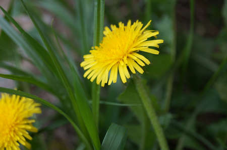Dandelion against a background of green grassの写真素材
