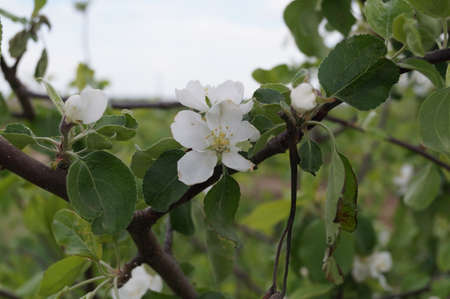 The branch of a blossoming apple treeの写真素材