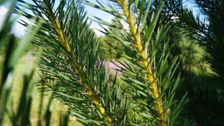 Young pine branchの写真素材