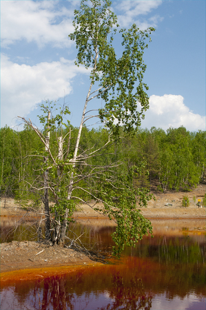 Birch in copper wastewateの写真素材