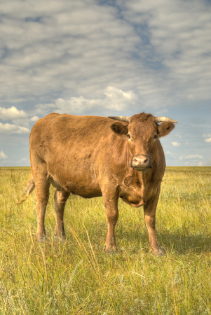 Simmental cow stands on the pasture (vertical frame)の写真素材