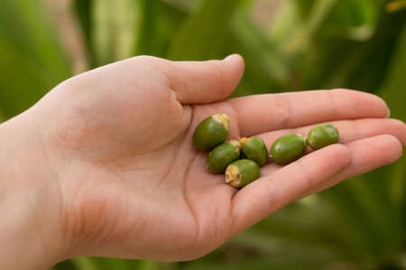 fallen unripe green dates in the hand on blurred backgroundの写真素材