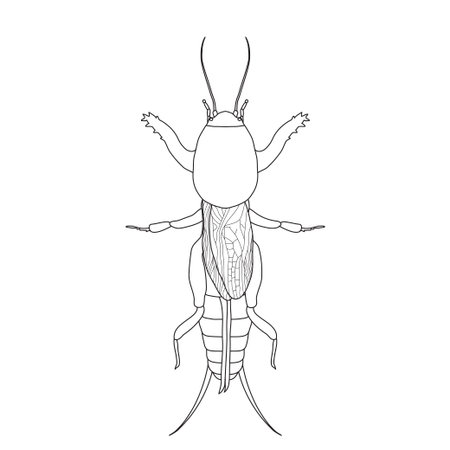 Gryllotalpidae.  European mole cricket. gryllotalpa. Sketch of mole cricket  mole cricket isolated on white background. mole cricket Design for coloring book.  hand-drawn outline mole cricket. Vector illustration