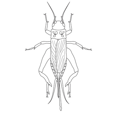 cricket. grig. Gryllus campestris. Sketch of cricket.  cricket isolated on white background. cricket Design for coloring book.  hand-drawn cricket. Vector illustrationのイラスト素材