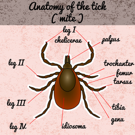 Insect anatomy. Sticker Tick parasite. Sketch of Tick. Mite.  Tick Design for coloring book. hand-drawn Tick. Vector illustrationのイラスト素材