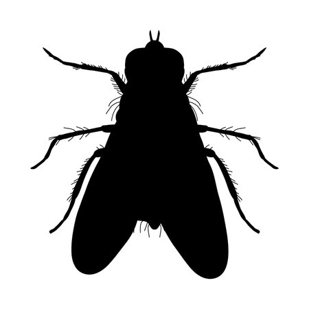 Insect silhouette. Sticker ground beetle bug. Carabidae coleoptera.のイラスト素材