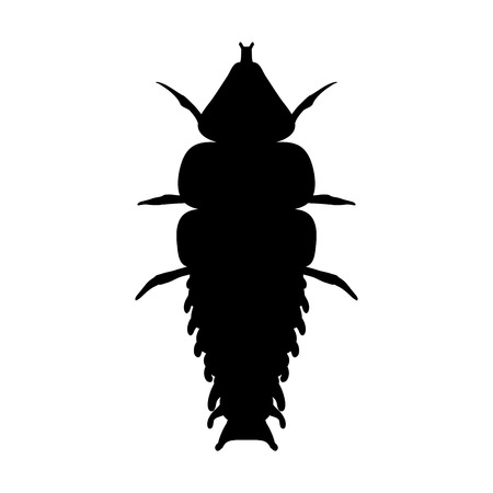 Insect in magnifier. Trilobite beetle Duliticola Platerodrilus. Sketch of Trilobite beetle. Trilobite beetle Design for coloring book.のイラスト素材