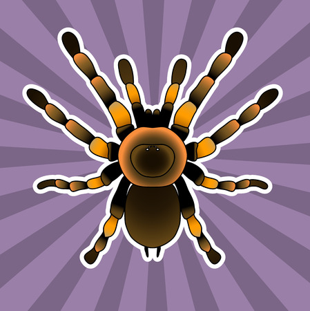 Insect anatomy. Tarantula spider. Brachypelma smithi, spider female. Sketch of spider Tarantulaのイラスト素材