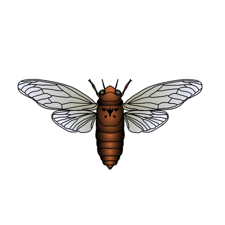 Cicada. Cicadidae. Sketch of cicada. cicada isolated on white background. cicada Design for coloring book. hand-drawn cicada. Vector illustrationのイラスト素材
