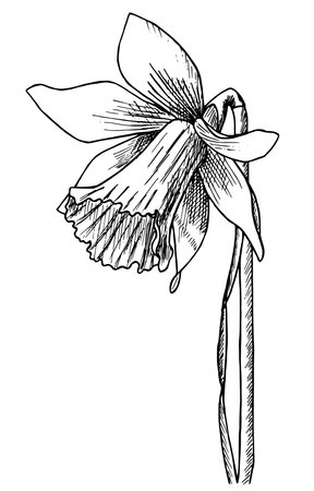 Vector Narcissus floral botanical flower Yellow and green engraved ink artのイラスト素材
