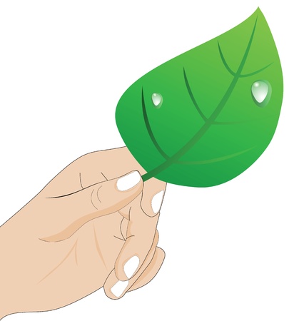 Hand holding a green leaf with water drops on a white backgroundのイラスト素材
