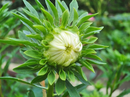 Flower bud close-up for your designの写真素材