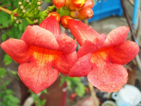                          Beautiful red flower flower close-up      の写真素材