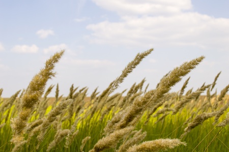 Field and grass close-up on a background of blue skyの写真素材