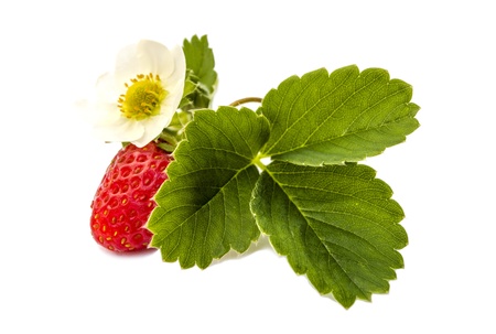 Fresh strawberries with flower and leaves on a white backgroundの写真素材