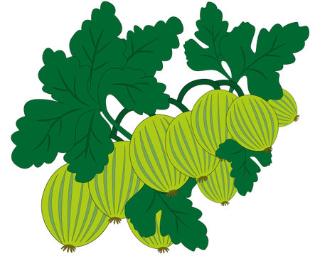 Gooseberry branch with leaves on a white backgroundのイラスト素材
