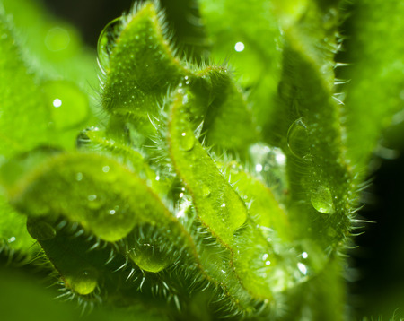 Macro photo of plant with dew drops close up for your designの写真素材