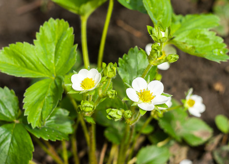 Blossoming strawberry bush closeup for your designの写真素材