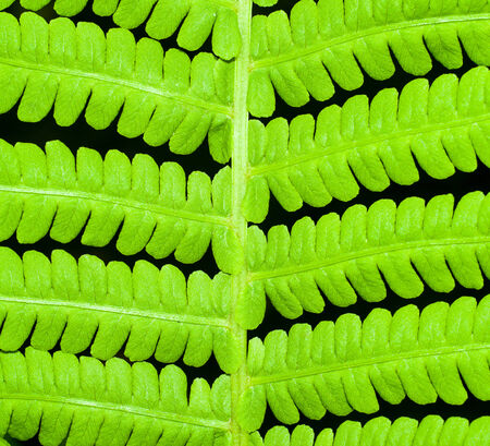 Fern close up on black background for your designの写真素材