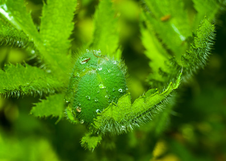 Poppy bud closeup for your designの写真素材
