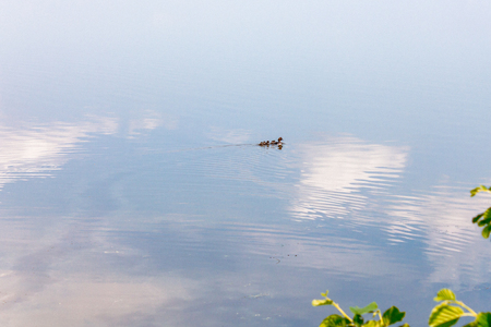duck with ducklings swimming in the lakeの写真素材