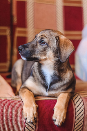 puppy lying on the sofaの写真素材