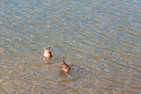 the duck tail sticking out of the waterの写真素材