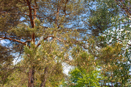 the little bumps on the pineの写真素材