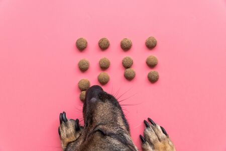happy dog eats dry food on pink background, top viewの写真素材